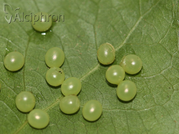 Laothoe populi