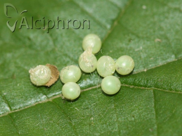 Laothoe populi