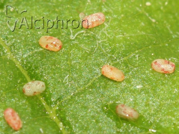 Cyclophora annularia