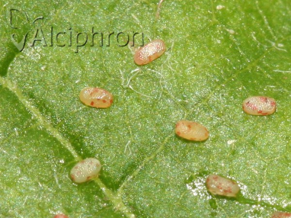 Cyclophora annularia