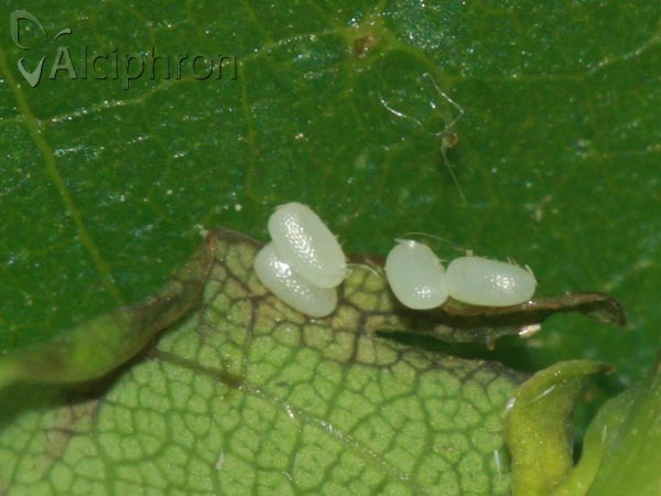 Cyclophora punctaria