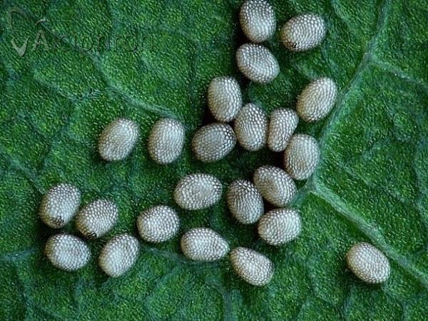 Idaea serpentata