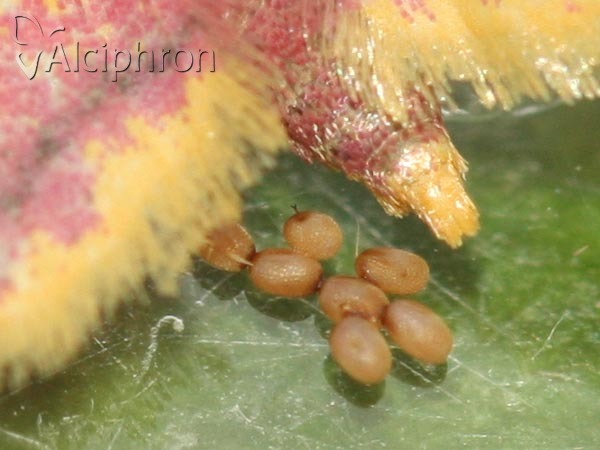 Idaea muricata
