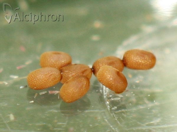 Idaea muricata