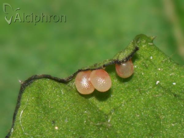 Idaea aversata