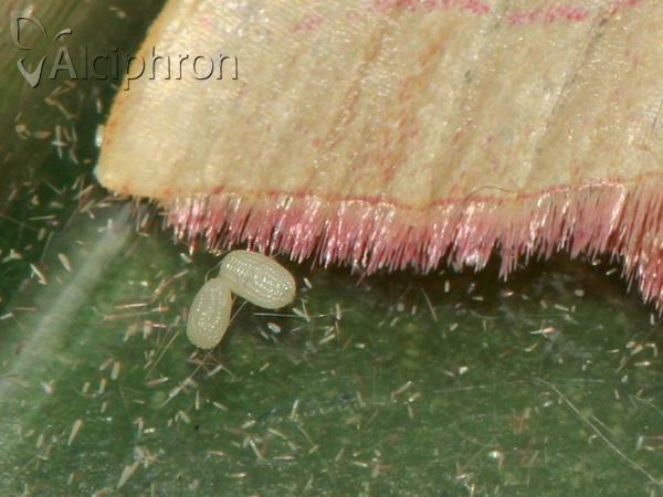 Rhodostrophia vibicaria