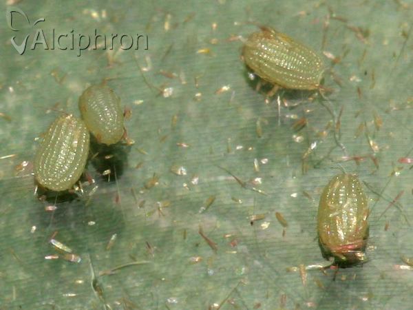 Rhodostrophia vibicaria