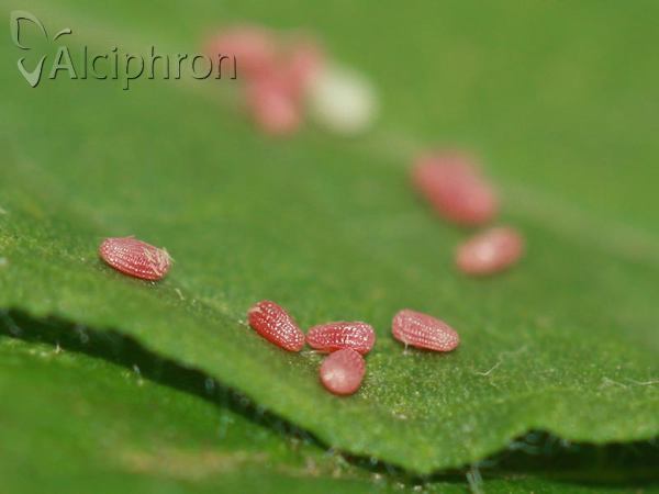Rhodostrophia vibicaria