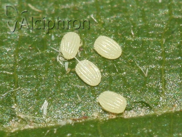 Scopula nigropunctata