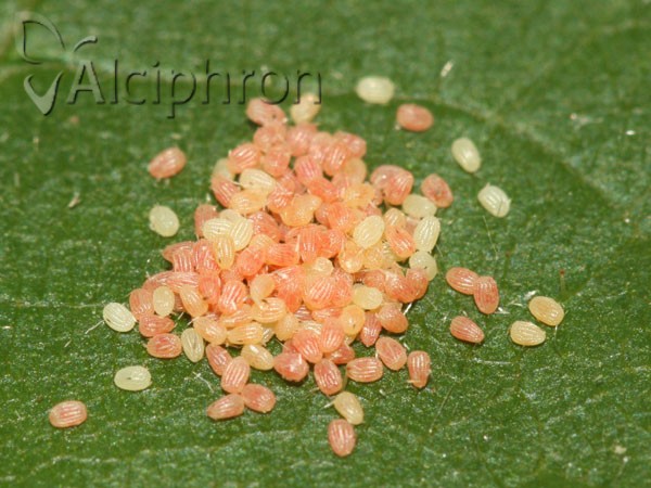 Scopula nigropunctata