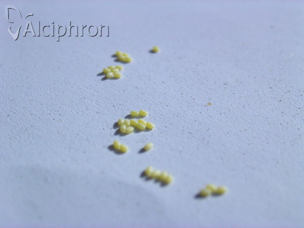 Aplocera praeformata