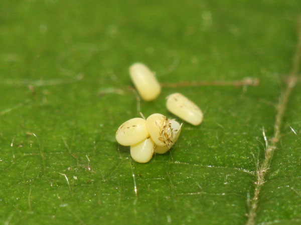 Aplocera praeformata