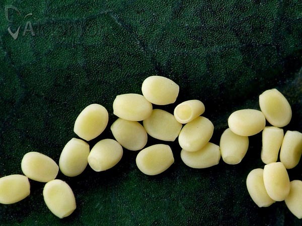 Gandaritis pyraliata