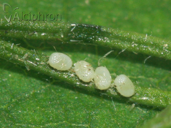 Cosmorhoe ocellata