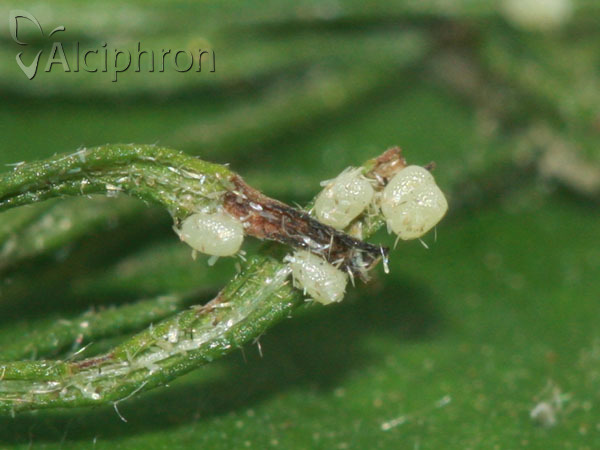 Cosmorhoe ocellata