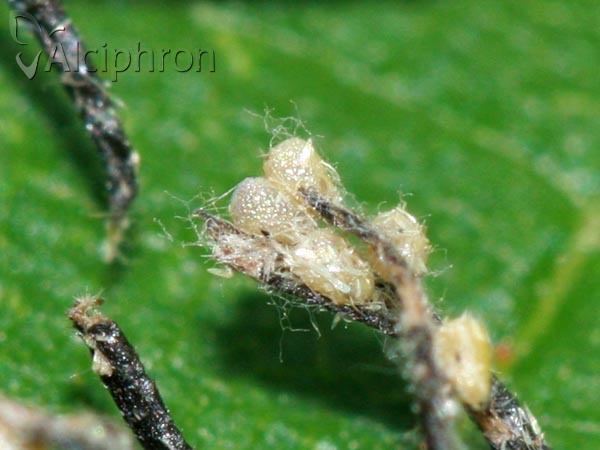 Cosmorhoe ocellata