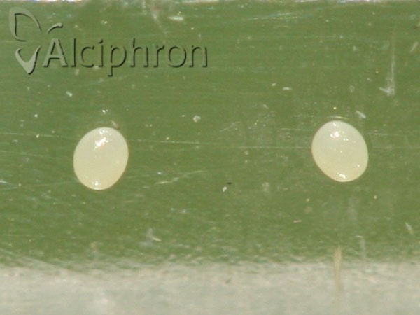 Chloroclystis v-ata