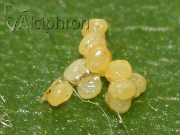 Chloroclystis v-ata