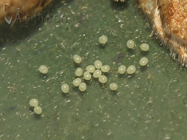 Pelurga comitata