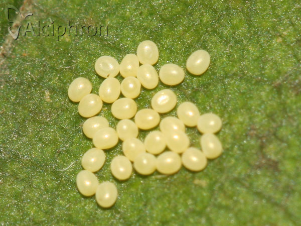Pelurga comitata