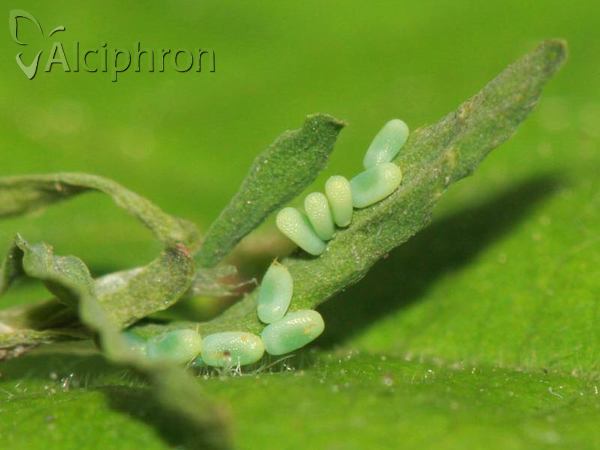 Lythria purpuraria