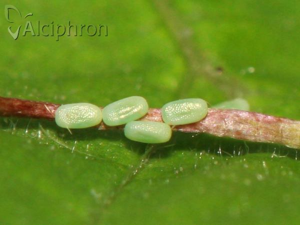 Lythria purpuraria