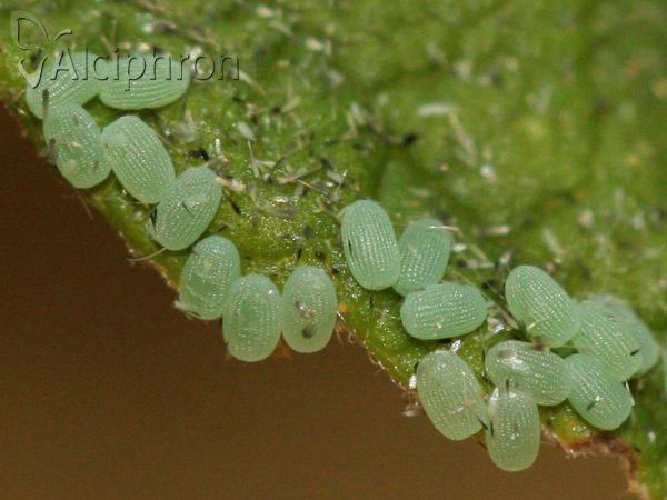 Peribatodes rhomboidaria