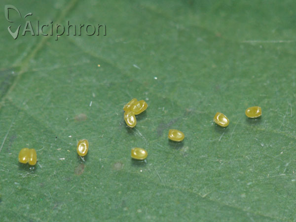 Cabera pusaria