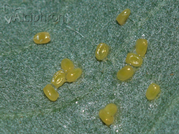 Cabera pusaria