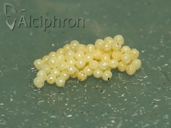 Campaea margaritaria