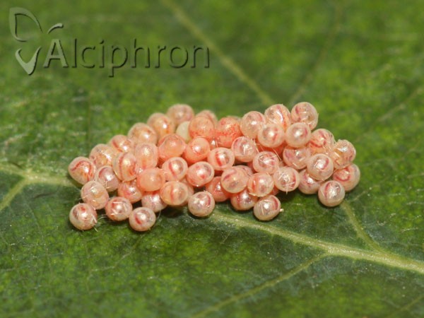 Campaea margaritaria