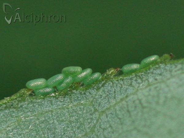Lomaspilis marginata