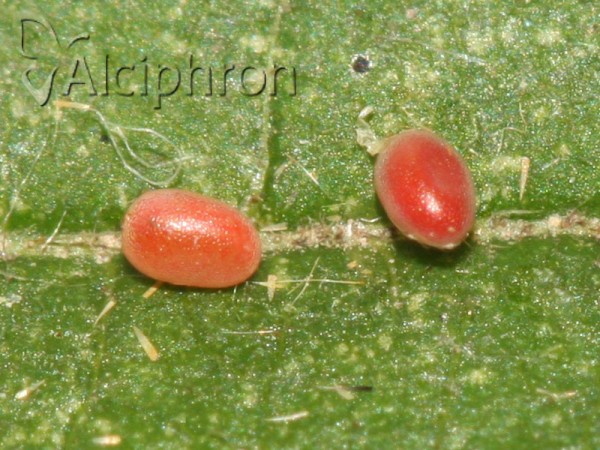 Selenia lunularia