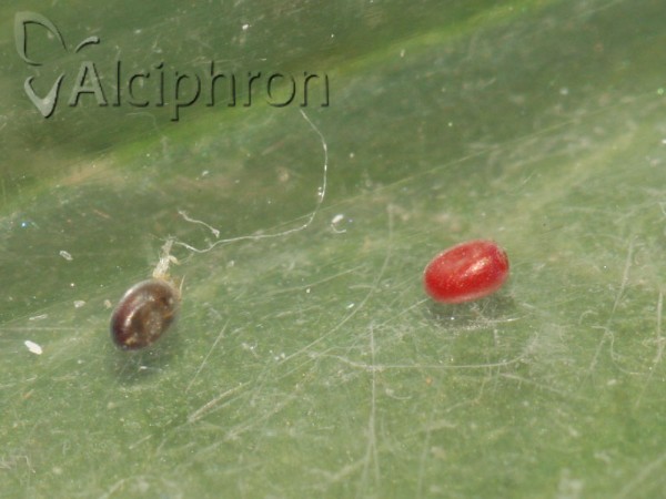 Selenia lunularia