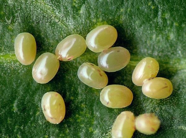 Selenia tetralunaria