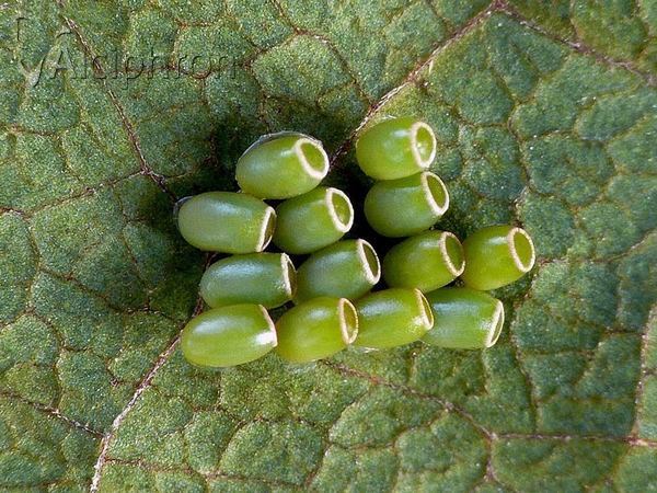 Ennomos quercinaria