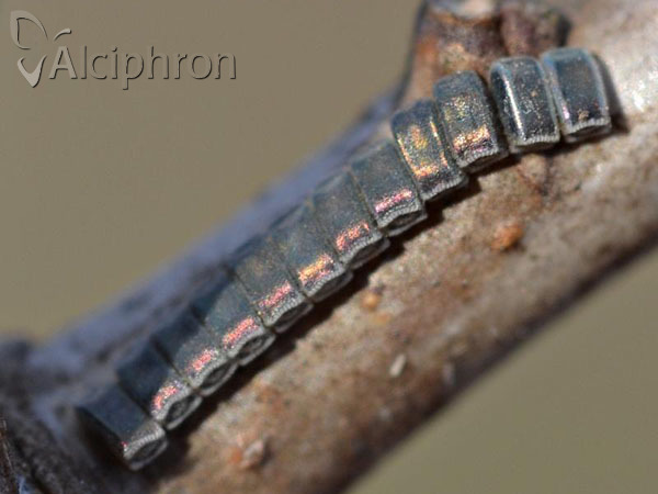 Ennomos fuscantaria