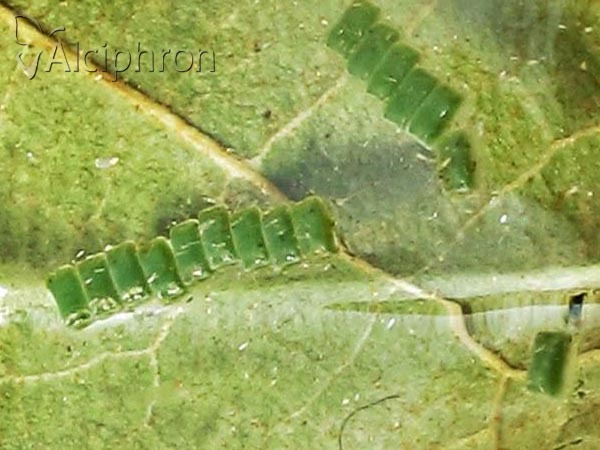 Ennomos fuscantaria