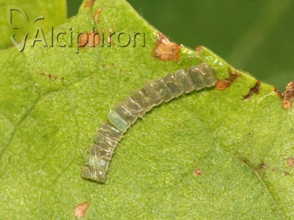 Ennomos fuscantaria