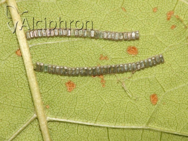 Ennomos fuscantaria