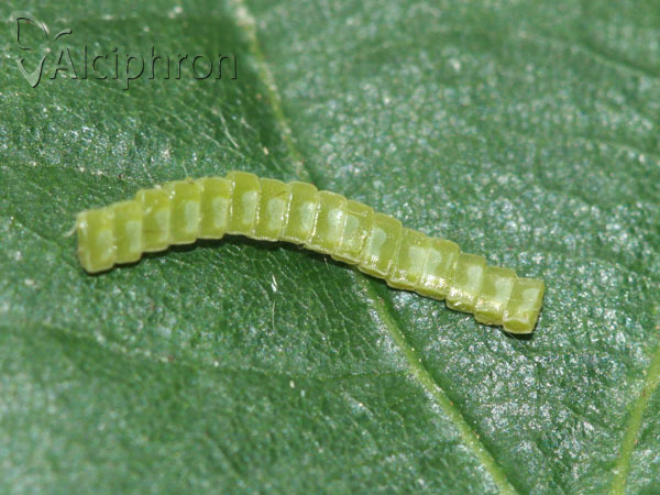 Ennomos erosaria