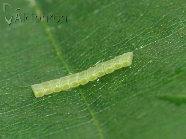 Ennomos erosaria