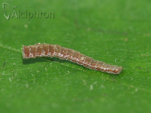 Ennomos erosaria