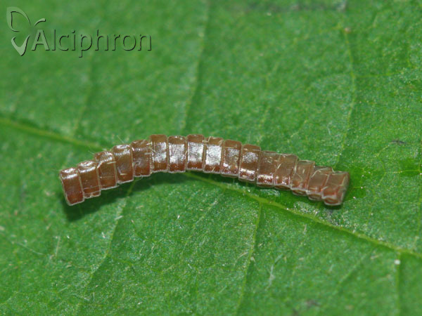 Ennomos erosaria