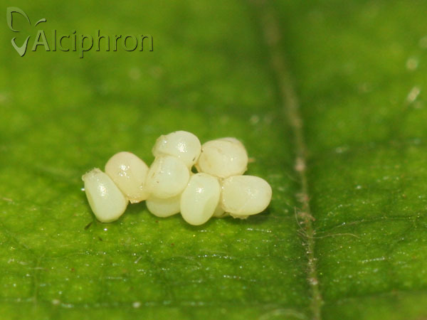 Apeira syringaria