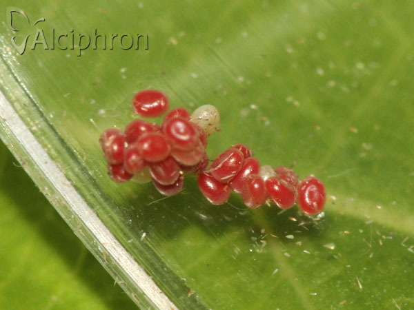 Apeira syringaria