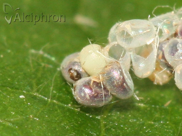 Apeira syringaria