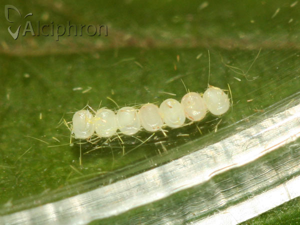 Opisthograptis luteolata