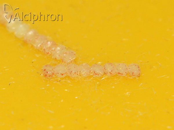 Opisthograptis luteolata