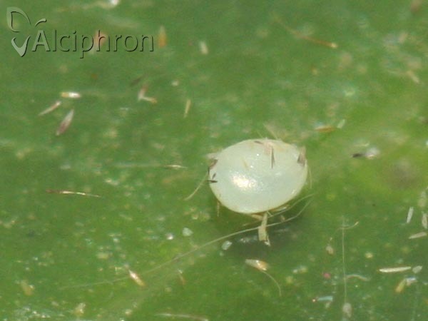 Plagodis dolabraria